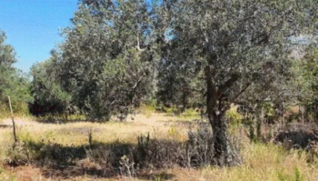 terreno agricolo in vendita a Partinico
