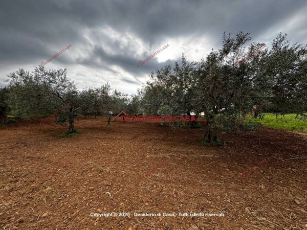terreno agricolo in vendita a Partinico
