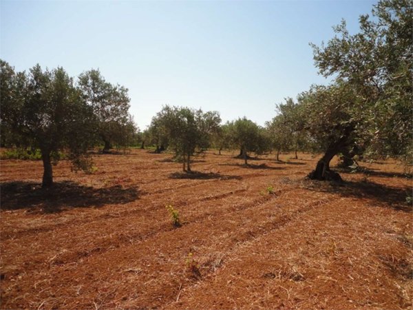 terreno agricolo in vendita a Partinico