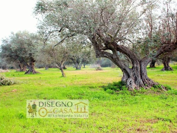 terreno agricolo in vendita a Partinico