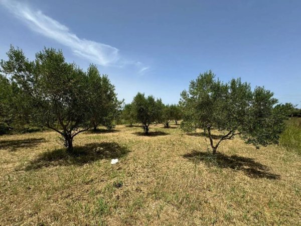 terreno agricolo in vendita a Partinico