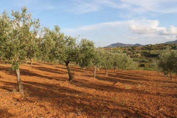 terreno agricolo in vendita a Partinico