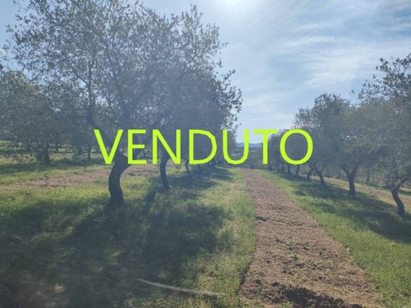terreno agricolo in vendita a Partinico