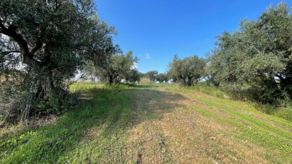 terreno agricolo in vendita a Partinico