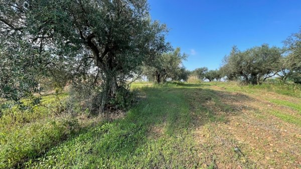 terreno in vendita a Partinico in zona Parrini