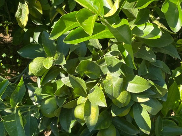 casa indipendente in vendita a Partinico in zona Parrini