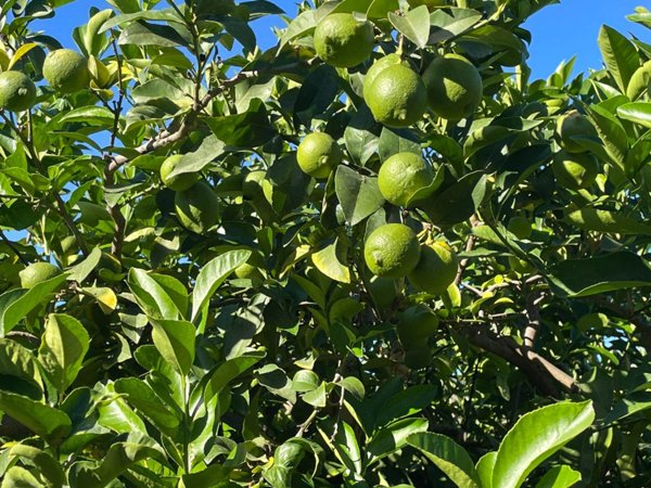 terreno agricolo in vendita a Partinico in zona Parrini