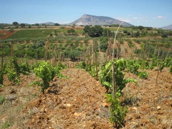 terreno agricolo in vendita a Partinico