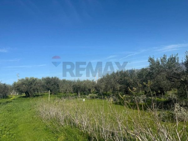 terreno agricolo in vendita a Partinico