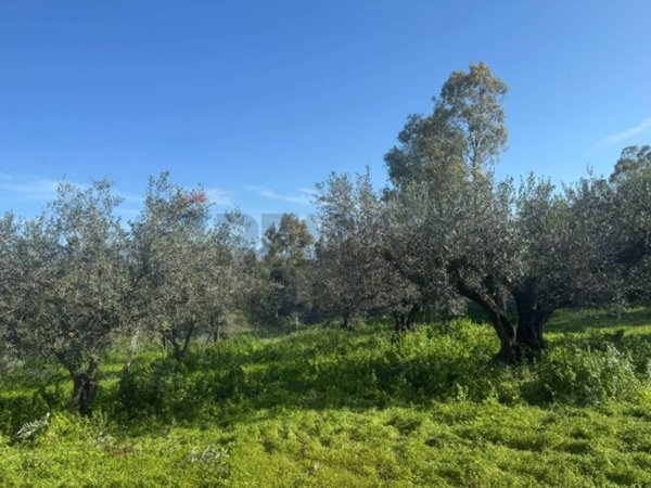 terreno agricolo in vendita a Partinico