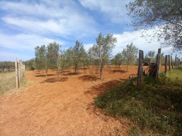 terreno agricolo in vendita a Partinico