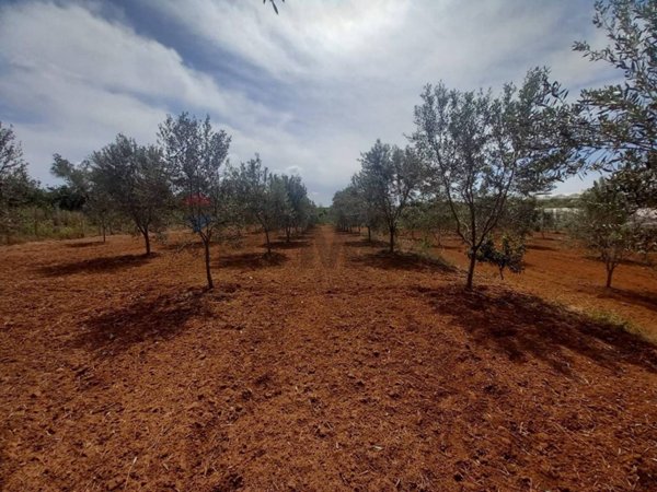 terreno agricolo in vendita a Partinico