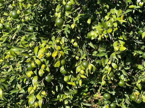 appartamento in vendita a Partinico in zona Parrini