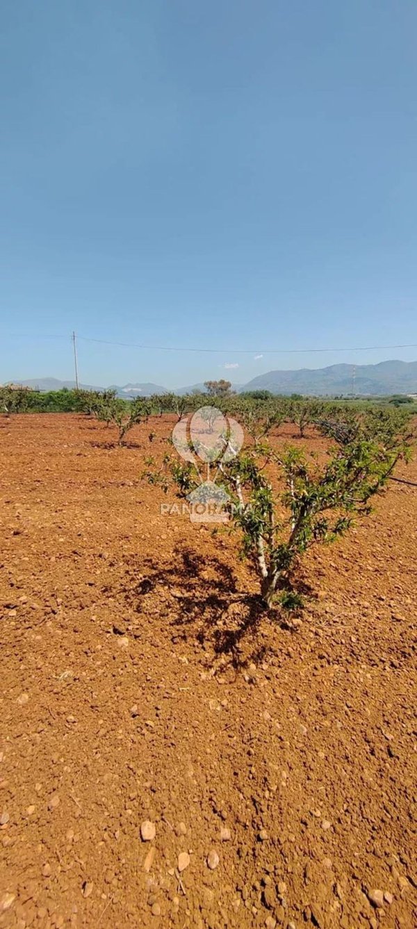 terreno agricolo in vendita a Partinico
