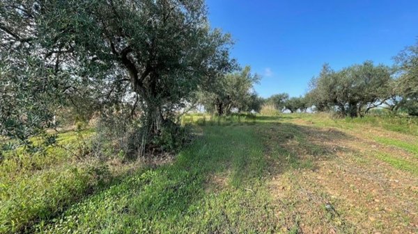 terreno agricolo in vendita a Partinico