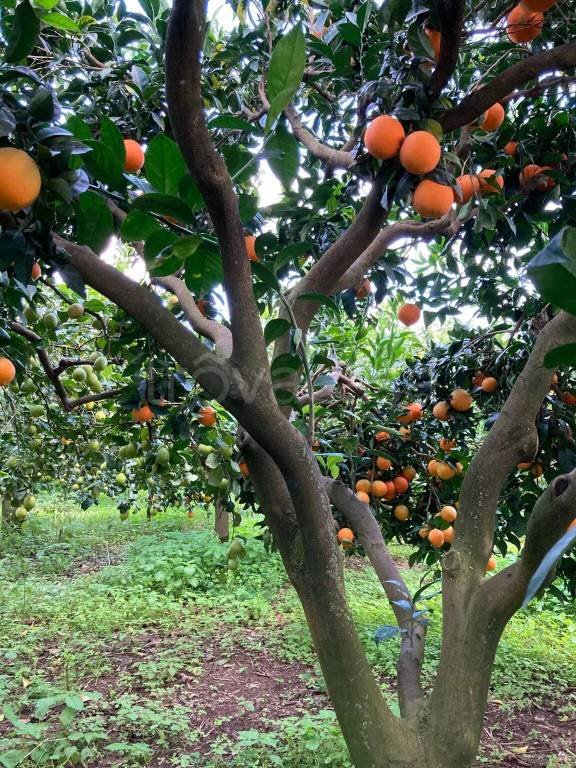terreno agricolo in vendita a Partinico
