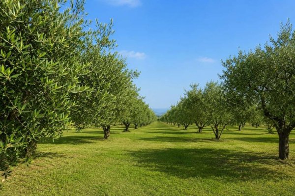appartamento in vendita a Partinico in zona Parrini