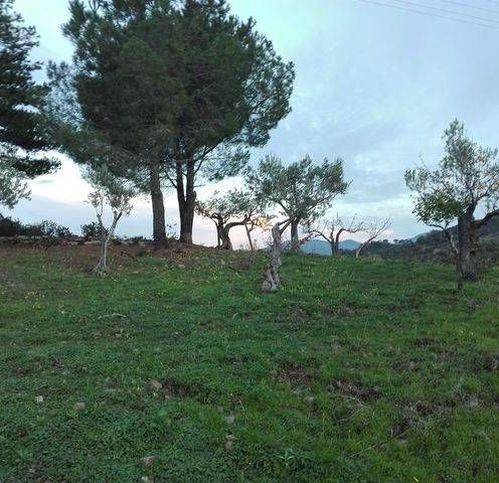 terreno agricolo in vendita a Pollina