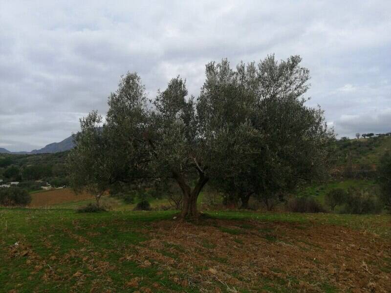 terreno agricolo in vendita a San Cipirello