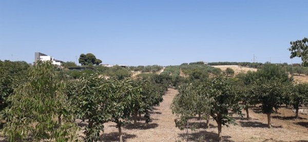 terreno agricolo in vendita a Santa Flavia