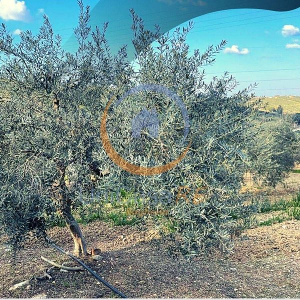 terreno agricolo in vendita a Santa Flavia