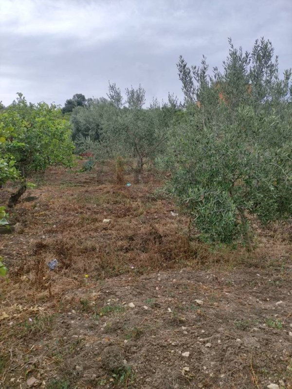 terreno agricolo in vendita a Santa Flavia