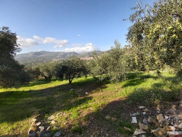 terreno agricolo in vendita a Santa Flavia