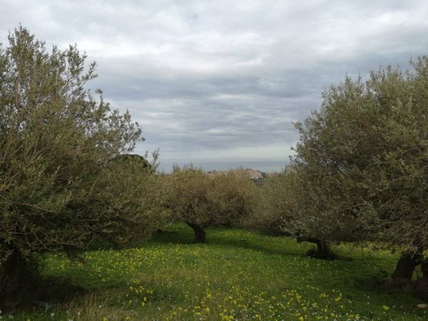 terreno agricolo in vendita a Termini Imerese