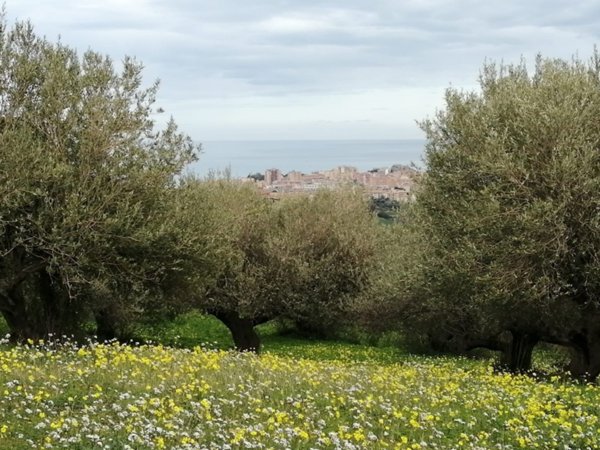 terreno agricolo in vendita a Termini Imerese