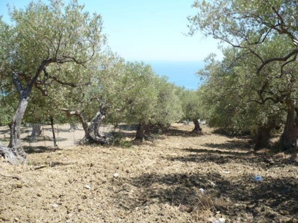 terreno agricolo in vendita a Termini Imerese