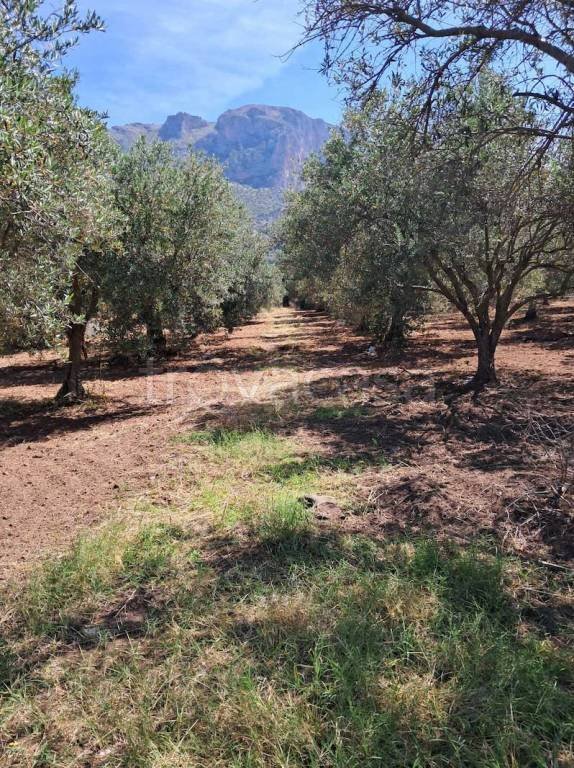 terreno agricolo in vendita a Terrasini in zona Paternella