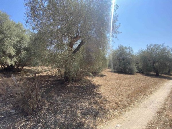 terreno agricolo in vendita a Terrasini