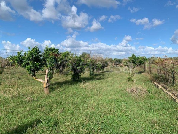terreno agricolo in vendita a Terrasini in zona Paternella