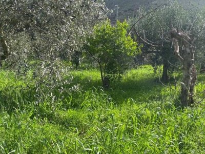 terreno agricolo in vendita a Terrasini