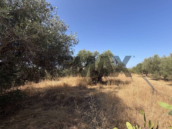 terreno agricolo in vendita a Terrasini in zona Paternella