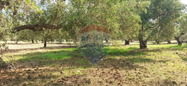 terreno agricolo in vendita a Torretta