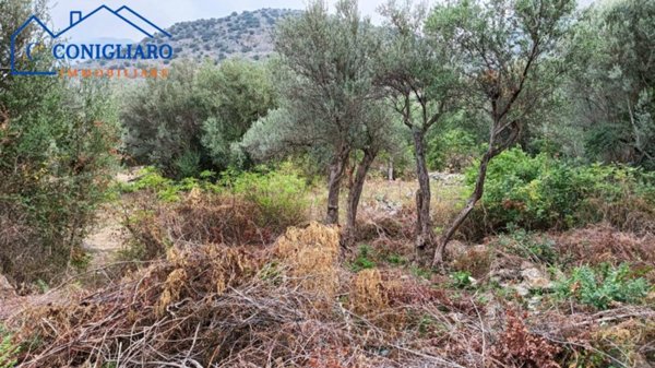 terreno agricolo in vendita a Torretta