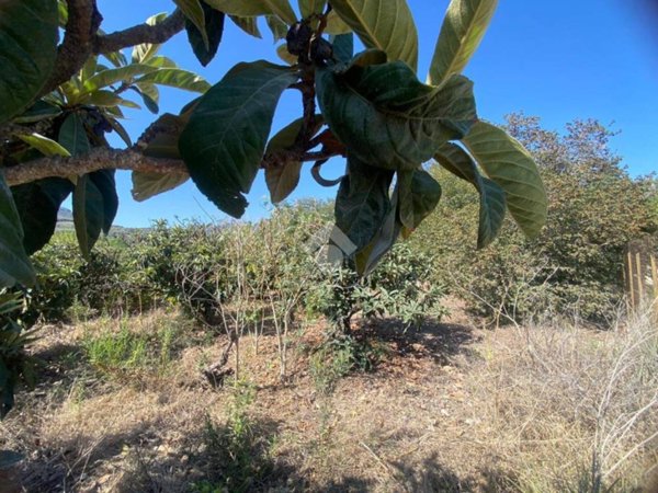 terreno agricolo in vendita a Trabia