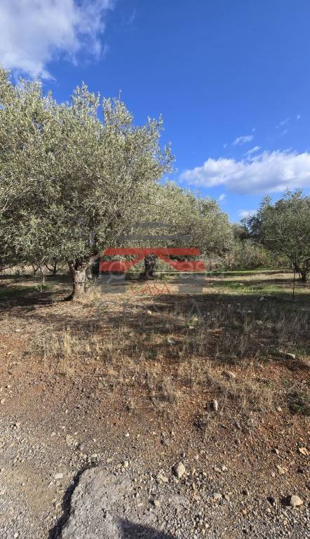 terreno agricolo in vendita a Trabia in zona San Nicola l'Arena