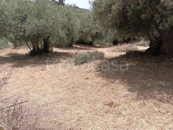 terreno agricolo in vendita a Trabia in zona San Nicola l'Arena