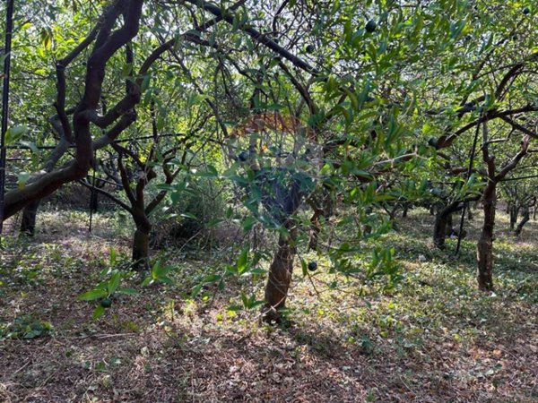 terreno agricolo in vendita a Villabate