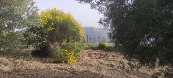 terreno agricolo in vendita ad Antillo