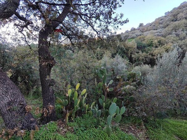terreno agricolo in vendita a Barcellona Pozzo di Gotto in zona Cannistrà