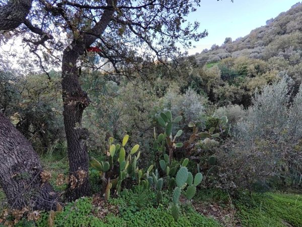 terreno agricolo in vendita a Barcellona Pozzo di Gotto in zona Femminamorta