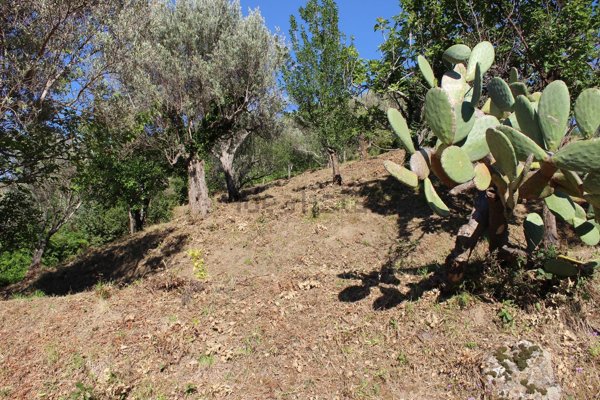 terreno agricolo in vendita a Capri Leone