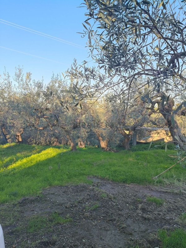 terreno agricolo in vendita a Condrò