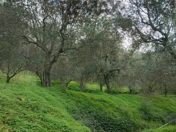 terreno agricolo in vendita a Ficarra in zona Sauro