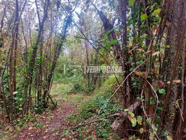 terreno agricolo in vendita a Ficarra in zona Sauro