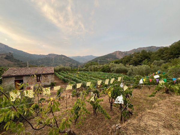 terreno agricolo in vendita a Francavilla di Sicilia