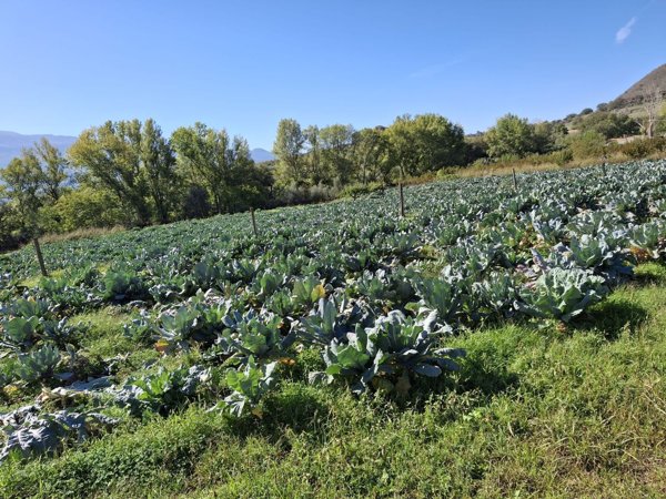 terreno agricolo in vendita a Francavilla di Sicilia